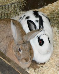 High angle portrait of sheep