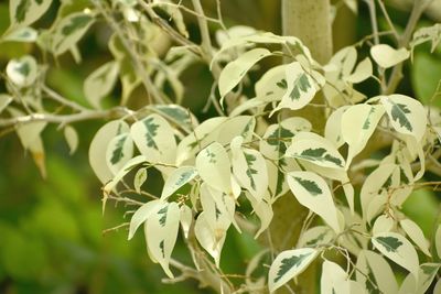 Close-up of flowering plant