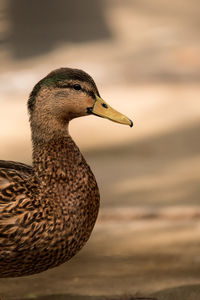 Close-up side view of a bird