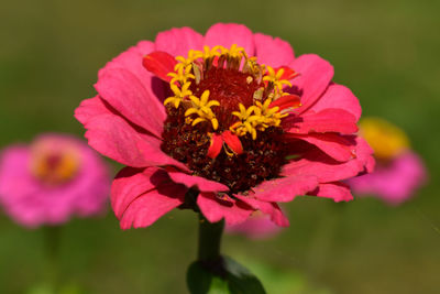 Close-up of pink flower