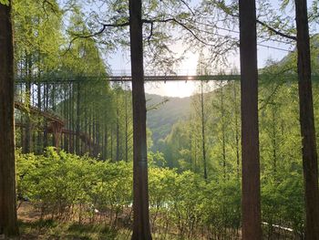 Trees growing in forest