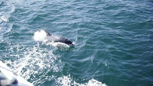 High angle view of whale swimming in sea