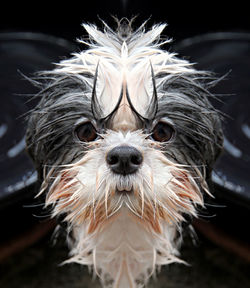 Close-up portrait of wet dog
