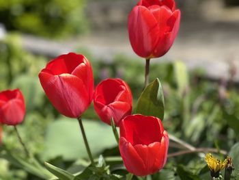 Close-up of red tulips