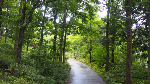 Road amidst trees in forest