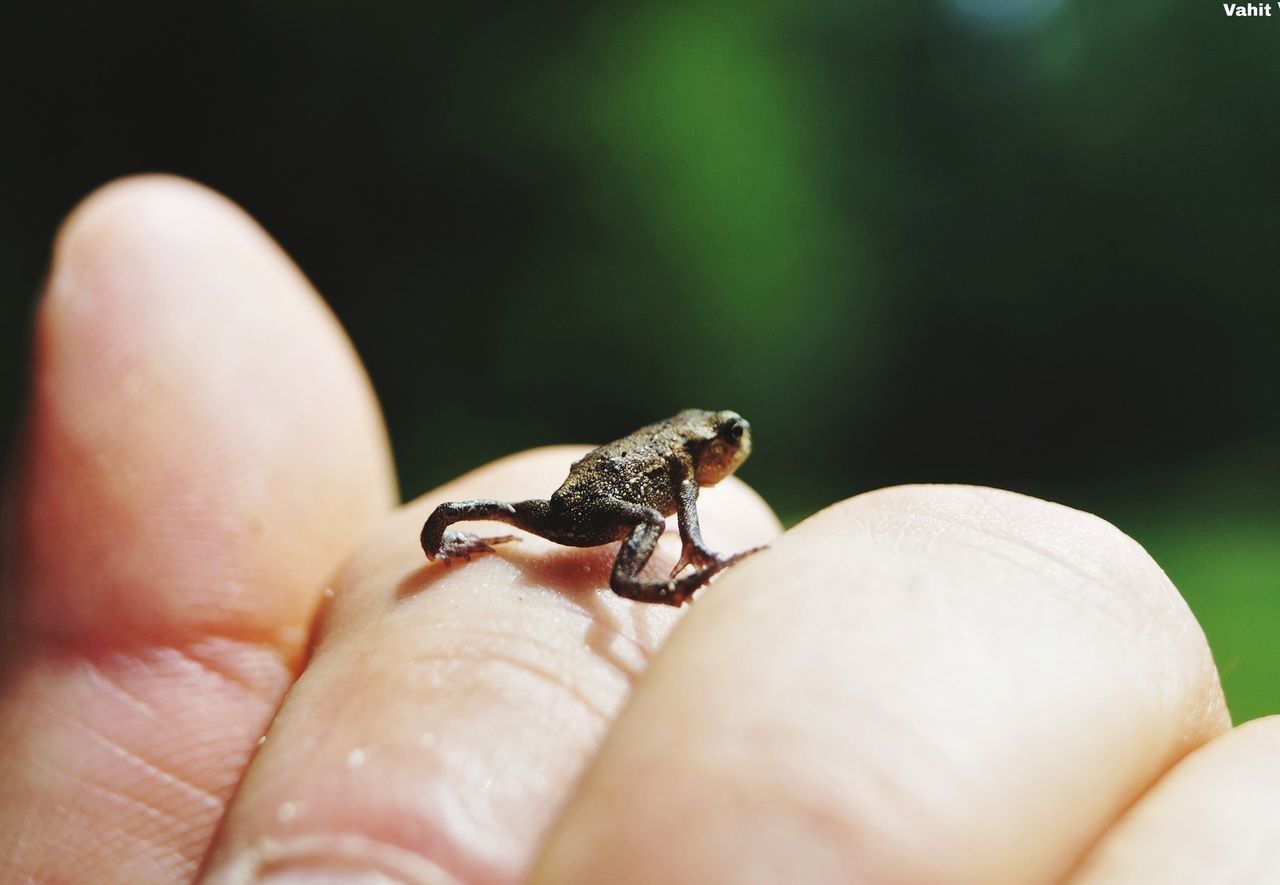 human hand, human body part, hand, one animal, finger, one person, human finger, body part, unrecognizable person, animals in the wild, animal wildlife, real people, holding, vertebrate, close-up, personal perspective, selective focus, amphibian, outdoors, small