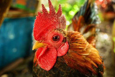 Close-up of rooster