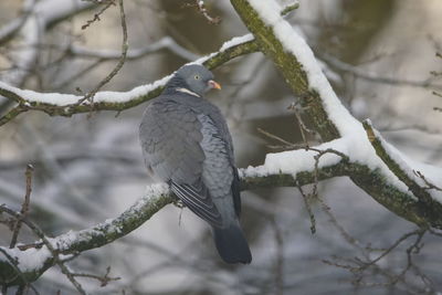 Close-up of bird perching on branch