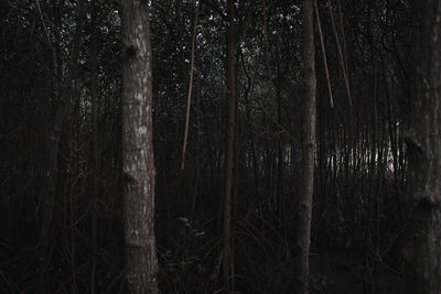 View of trees in forest