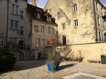 Potted plants on alley amidst buildings