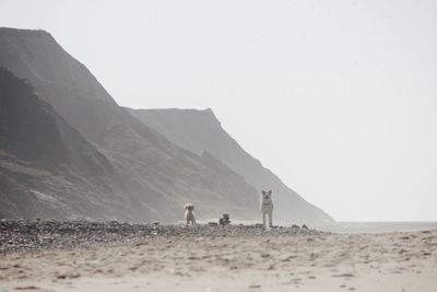 Dogs by sand dune in desert against sky