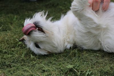 Close-up of dog relaxing on field