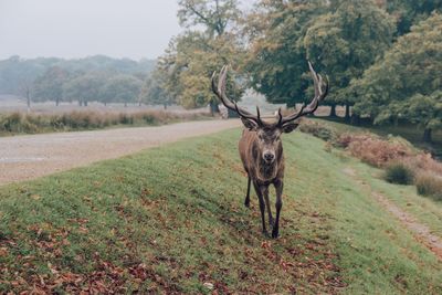 Stag on grassy field