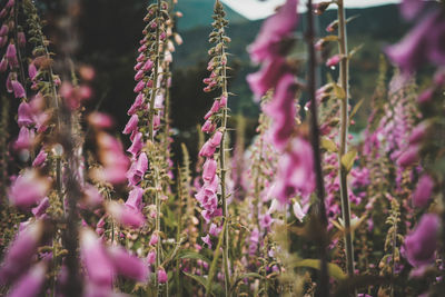 Close-up of pink flowering plants hanging on field