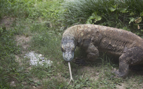 Side view of a turtle on field