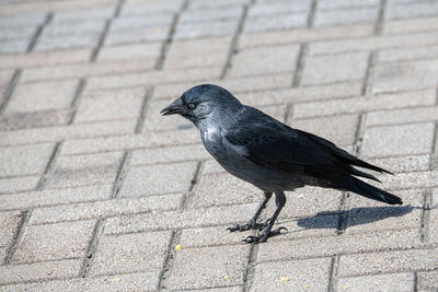 High angle view of a bird on the footpath