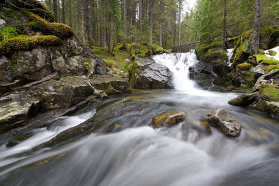 Scenic view of waterfall in forest