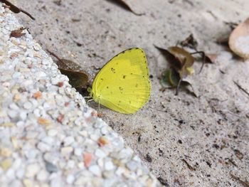 High angle view of yellow crab on pebbles
