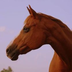 Close-up of a horse against the sky