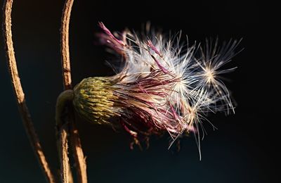 Close-up of wilted plant against black background