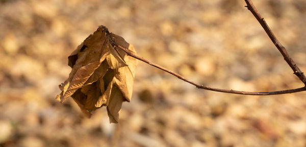 Close-up of dry leaves against blurred background