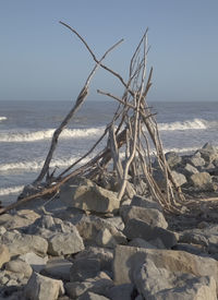 Driftwood on beach against clear sky