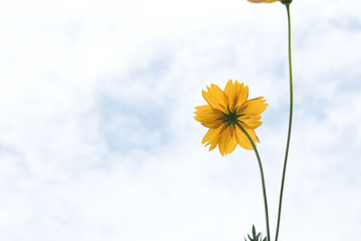 Close-up of yellow flowering plant against sky