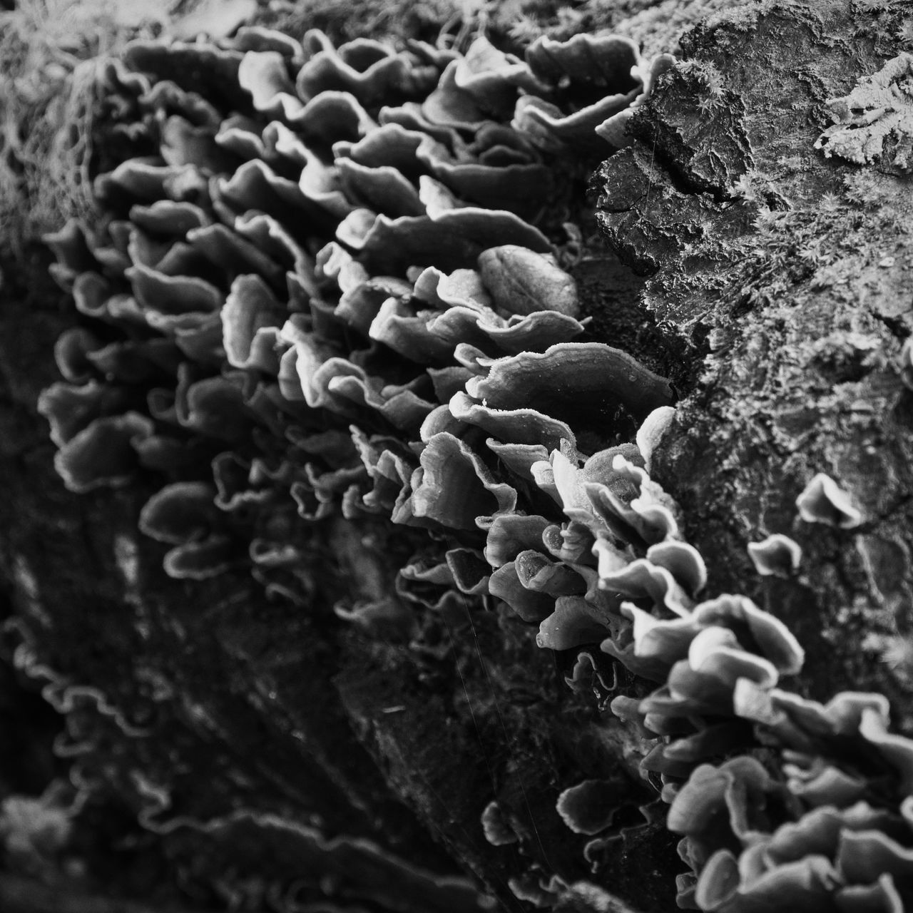 HIGH ANGLE VIEW OF MUSHROOMS ON TREE TRUNK