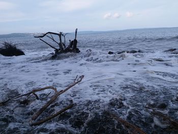 Survive on the coast of manokwari