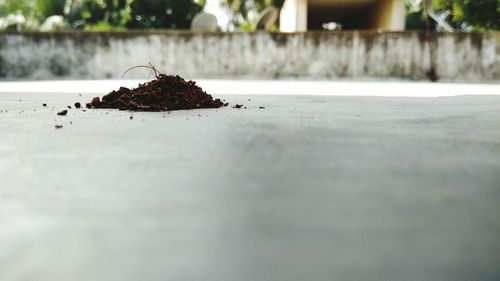 Close-up of leaf on table