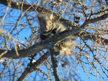Low angle view of squirrel on tree