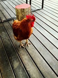 Close-up of rooster