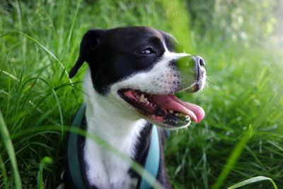 Dog looking away on field