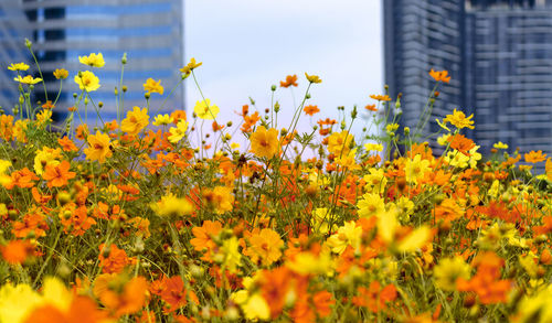 Close-up of yellow flowering plants on field against buildings
