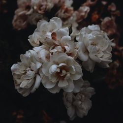 Close-up of flowers