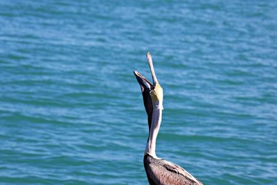 View of a bird in sea