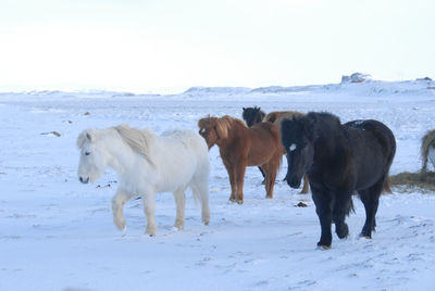 Horses standing on snow field against sky