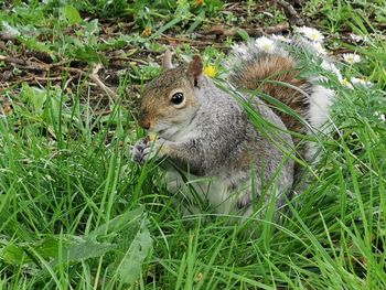 High angle view of squirrel on field