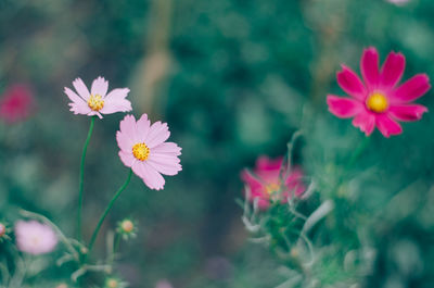 Close-up of pink cosmos flowers