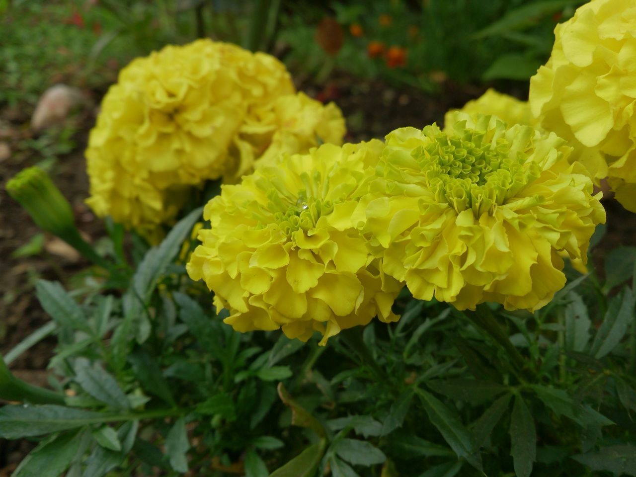 flower, yellow, freshness, petal, fragility, growth, flower head, beauty in nature, plant, blooming, nature, close-up, focus on foreground, leaf, in bloom, high angle view, park - man made space, outdoors, day, no people