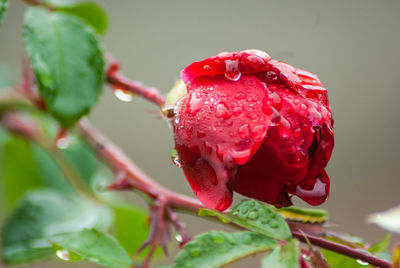 Close-up of red rose flower