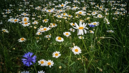High angle view of daisy flowers on field