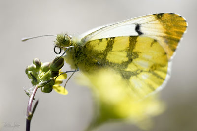 Close-up of butterfly pollinating on flower