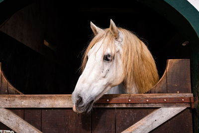 Horse looking out of outdoor box, cute animals, lusitano breed.