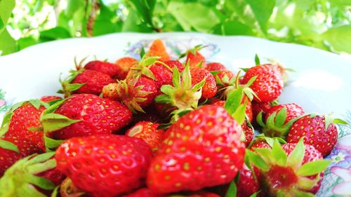Close-up of strawberries in plate