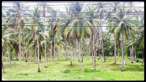 View of bamboo trees in field