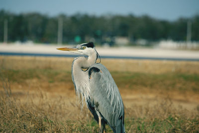 Bird perching on a field