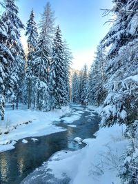 Snow covered land and trees against sky