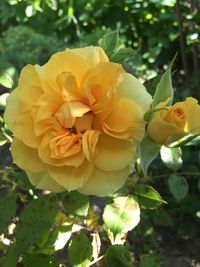 Close-up of yellow flowers blooming outdoors