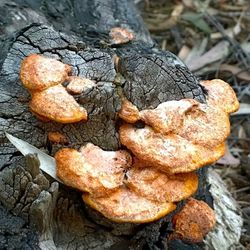 Close-up of mushrooms